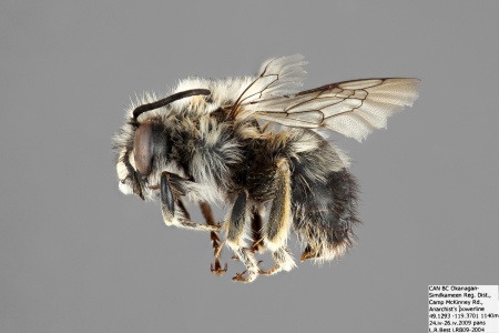[Habropoda cineraria male (lateral/side view) thumbnail]